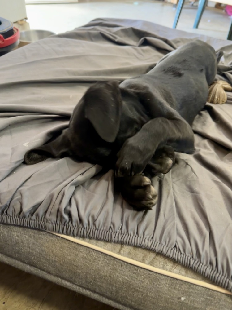 Pup Lilly