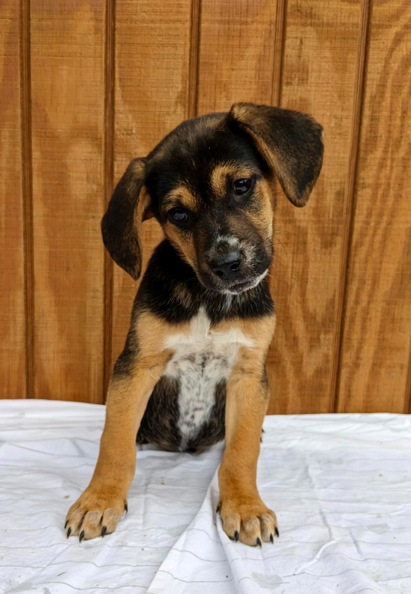 Max