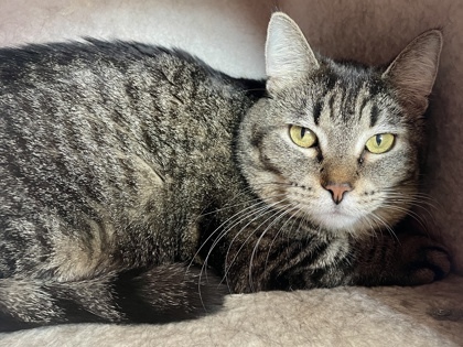 D`Misha, an adoptable Domestic Short Hair in Willmar, MN, 56201 | Photo Image 1
