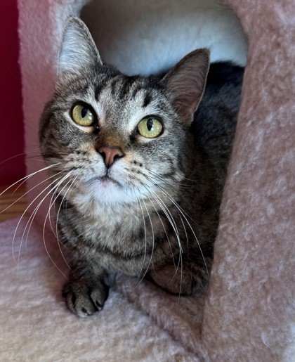 D`Misha, an adoptable Domestic Short Hair in Willmar, MN, 56201 | Photo Image 1