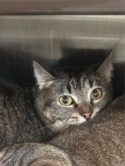 D`Misha, an adoptable Domestic Short Hair in Willmar, MN, 56201 | Photo Image 2