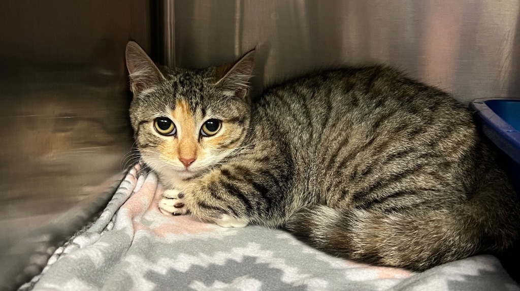 Peaches (Petco)