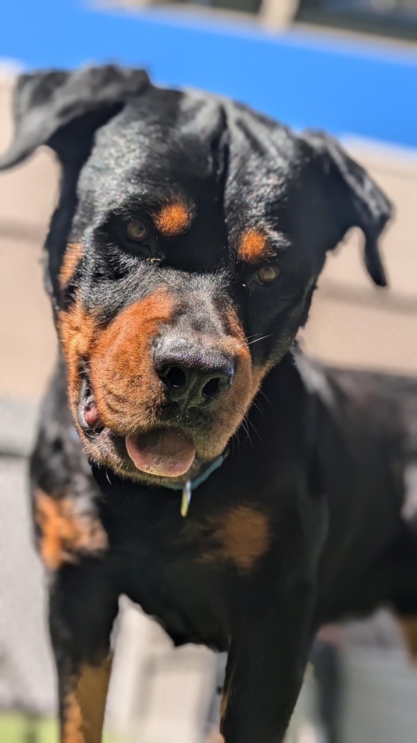Tai