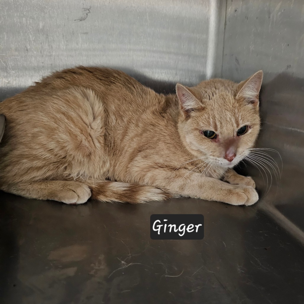 Ginger