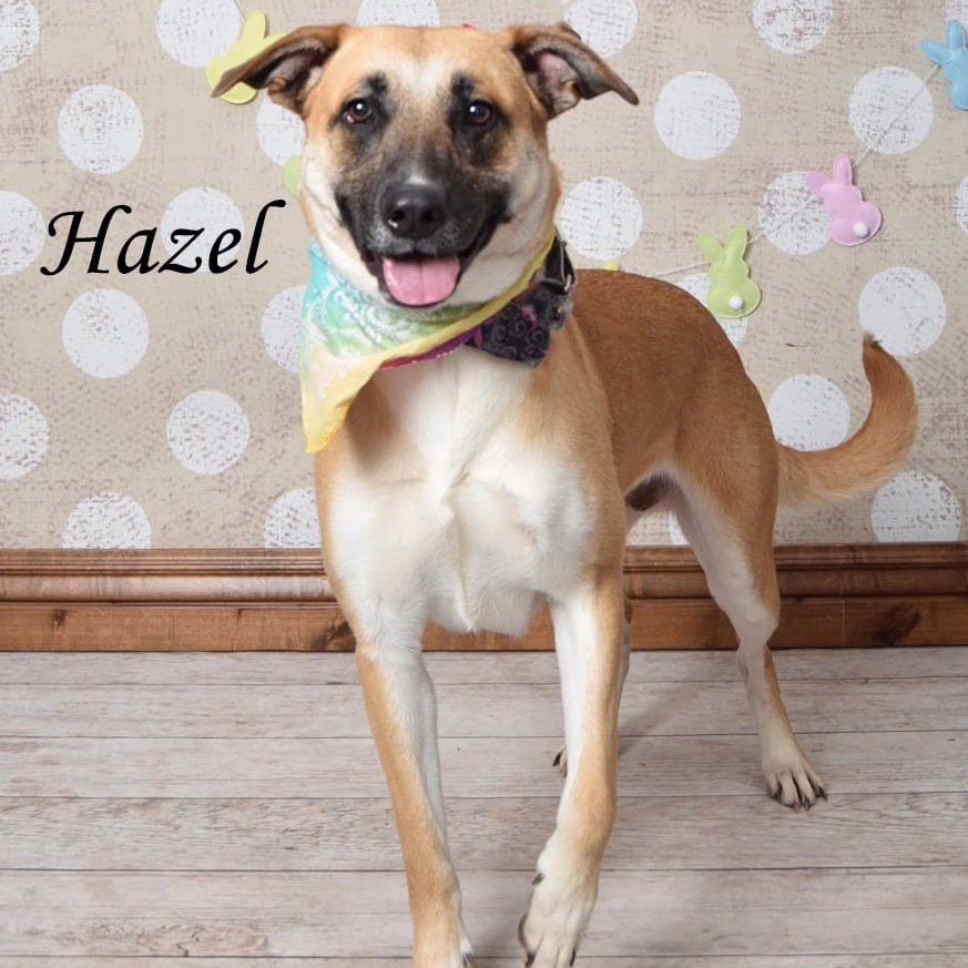 Hazel (Mabel)