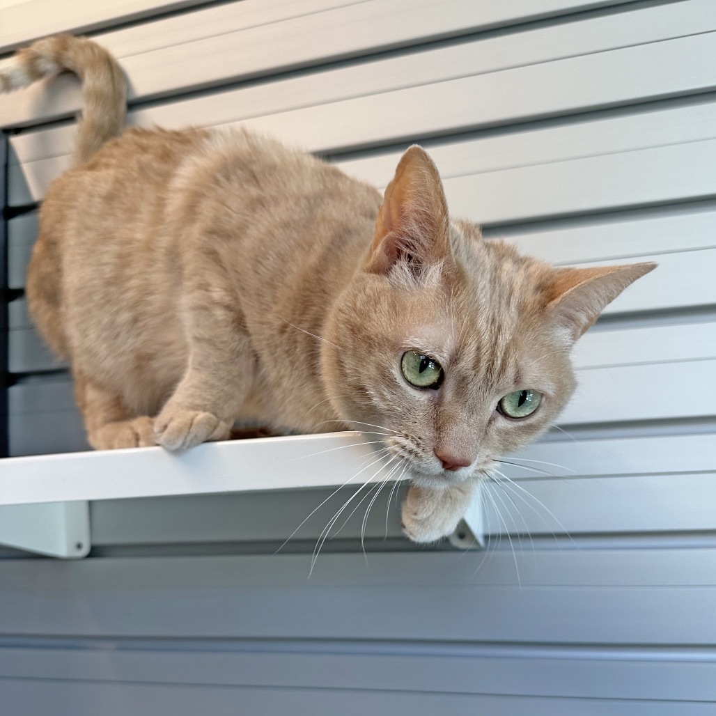 Nikki, an adoptable Domestic Short Hair in Hailey, ID, 83333 | Photo Image 1