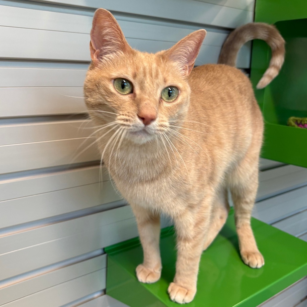 Nikki, an adoptable Domestic Short Hair in Hailey, ID, 83333 | Photo Image 1