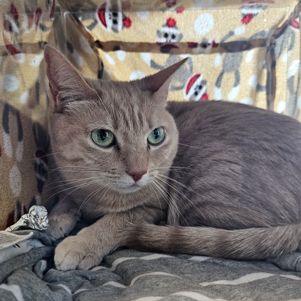Nikki, an adoptable Domestic Short Hair in Hailey, ID, 83333 | Photo Image 2