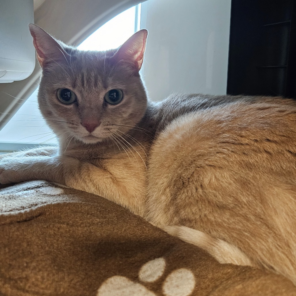 Nikki, an adoptable Domestic Short Hair in Hailey, ID, 83333 | Photo Image 3