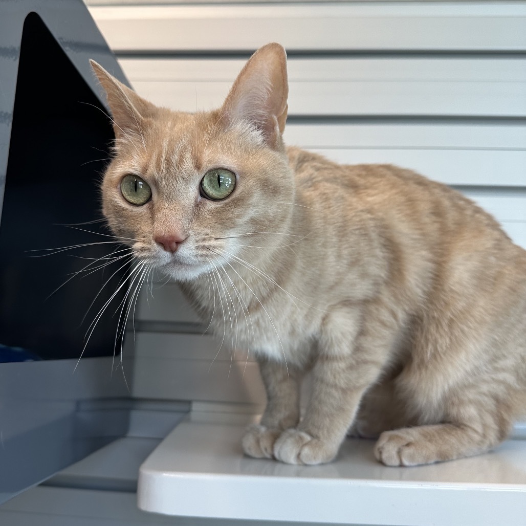 Nikki, an adoptable Domestic Short Hair in Hailey, ID, 83333 | Photo Image 4
