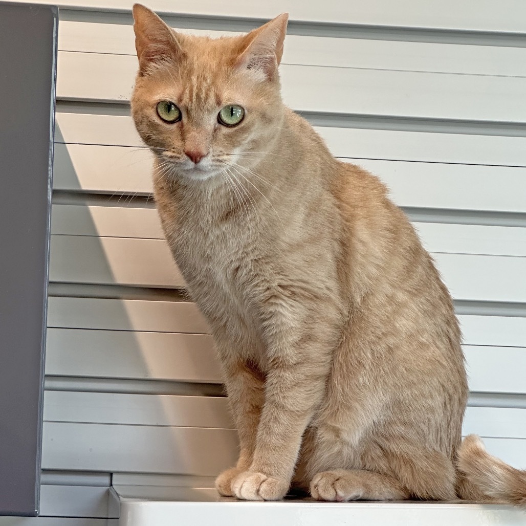 Nikki, an adoptable Domestic Short Hair in Hailey, ID, 83333 | Photo Image 5