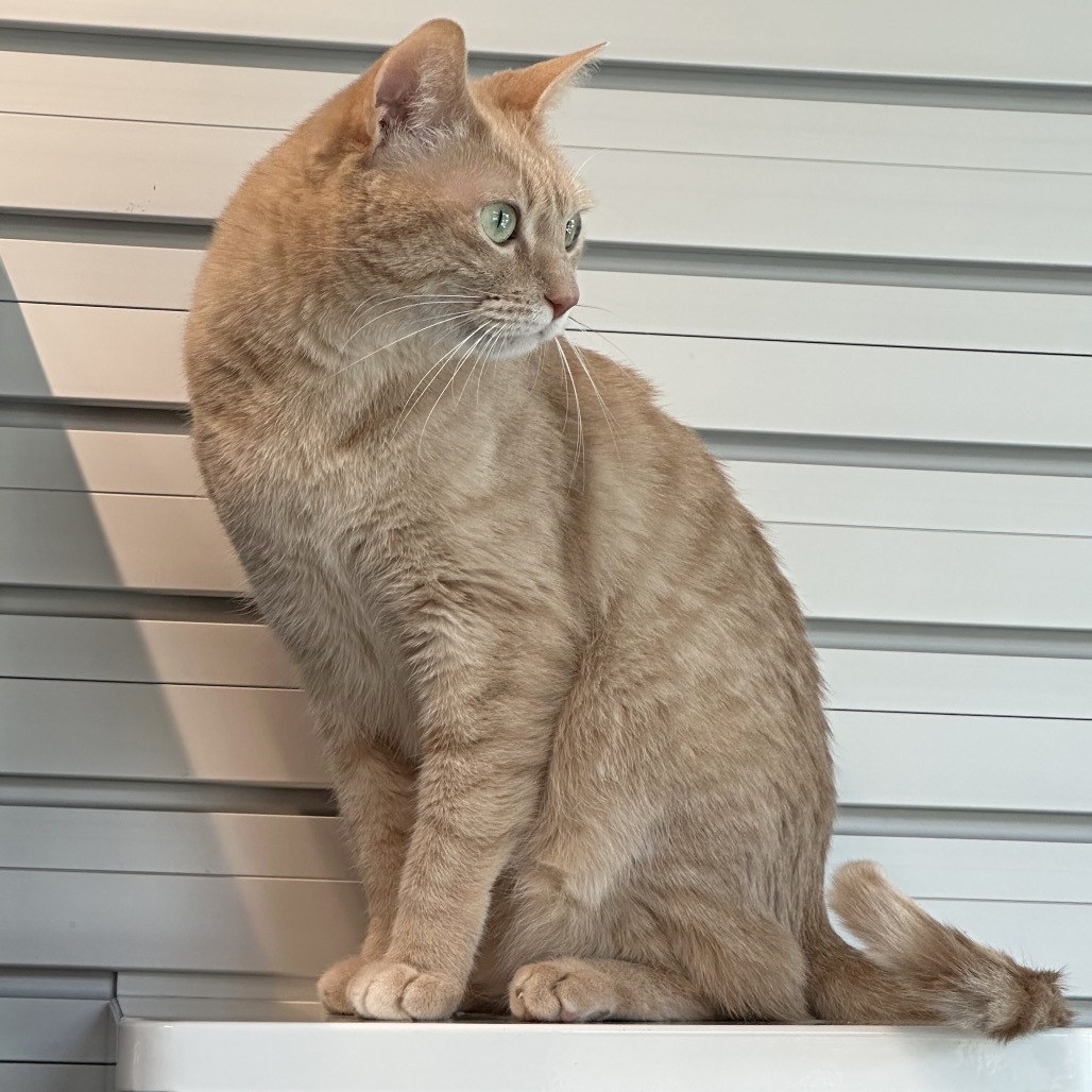 Nikki, an adoptable Domestic Short Hair in Hailey, ID, 83333 | Photo Image 6
