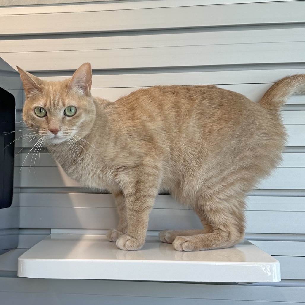 Nikki, an adoptable Domestic Short Hair in Hailey, ID, 83333 | Photo Image 6