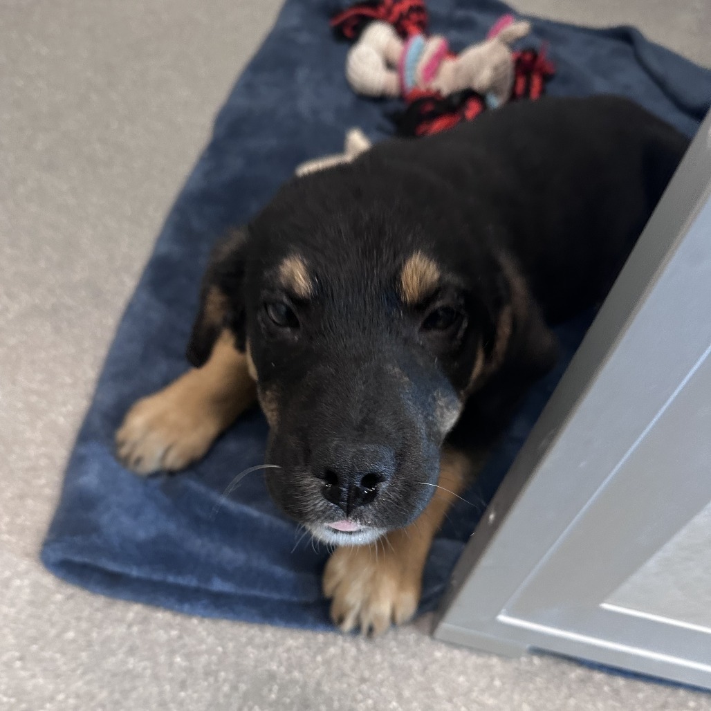 Beau, an adoptable Mixed Breed in Hailey, ID, 83333 | Photo Image 1