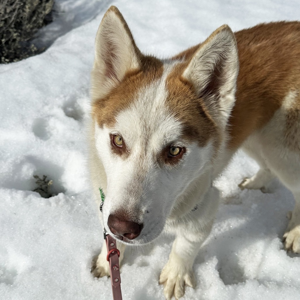 Brittle, an adoptable Mixed Breed in Hailey, ID, 83333 | Photo Image 2