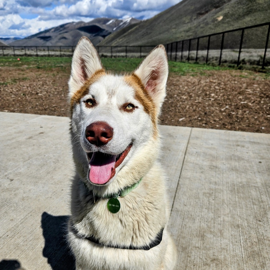 Brittle, an adoptable Mixed Breed in Hailey, ID, 83333 | Photo Image 2