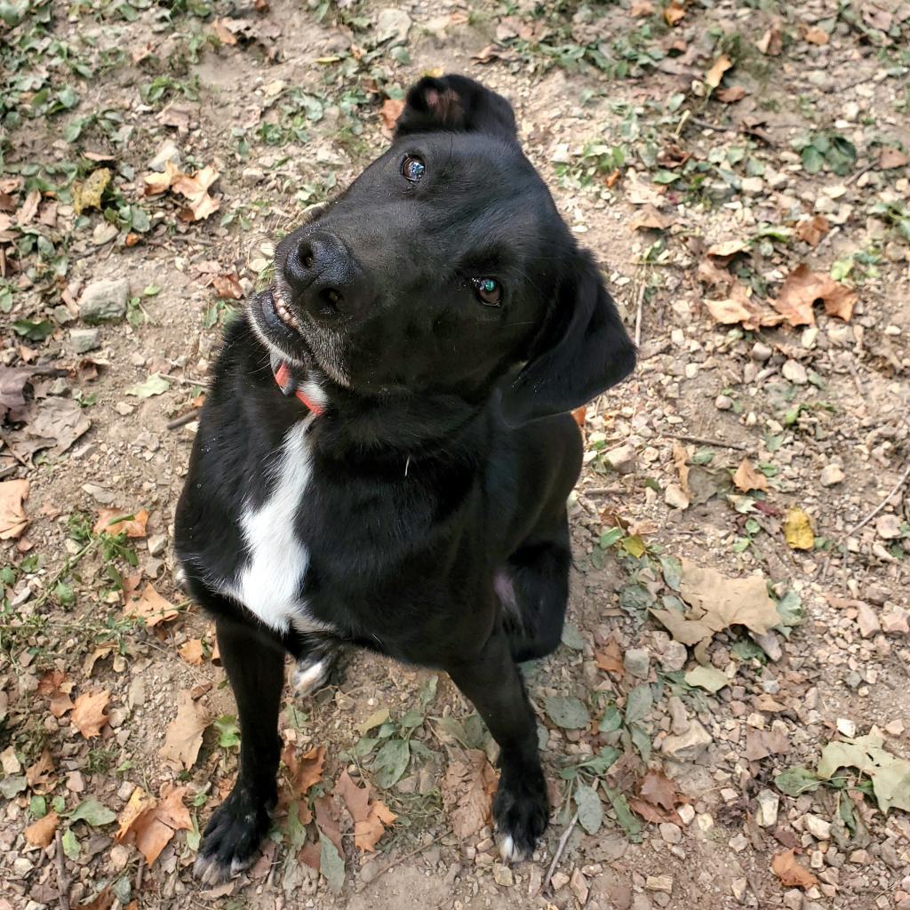 Nova