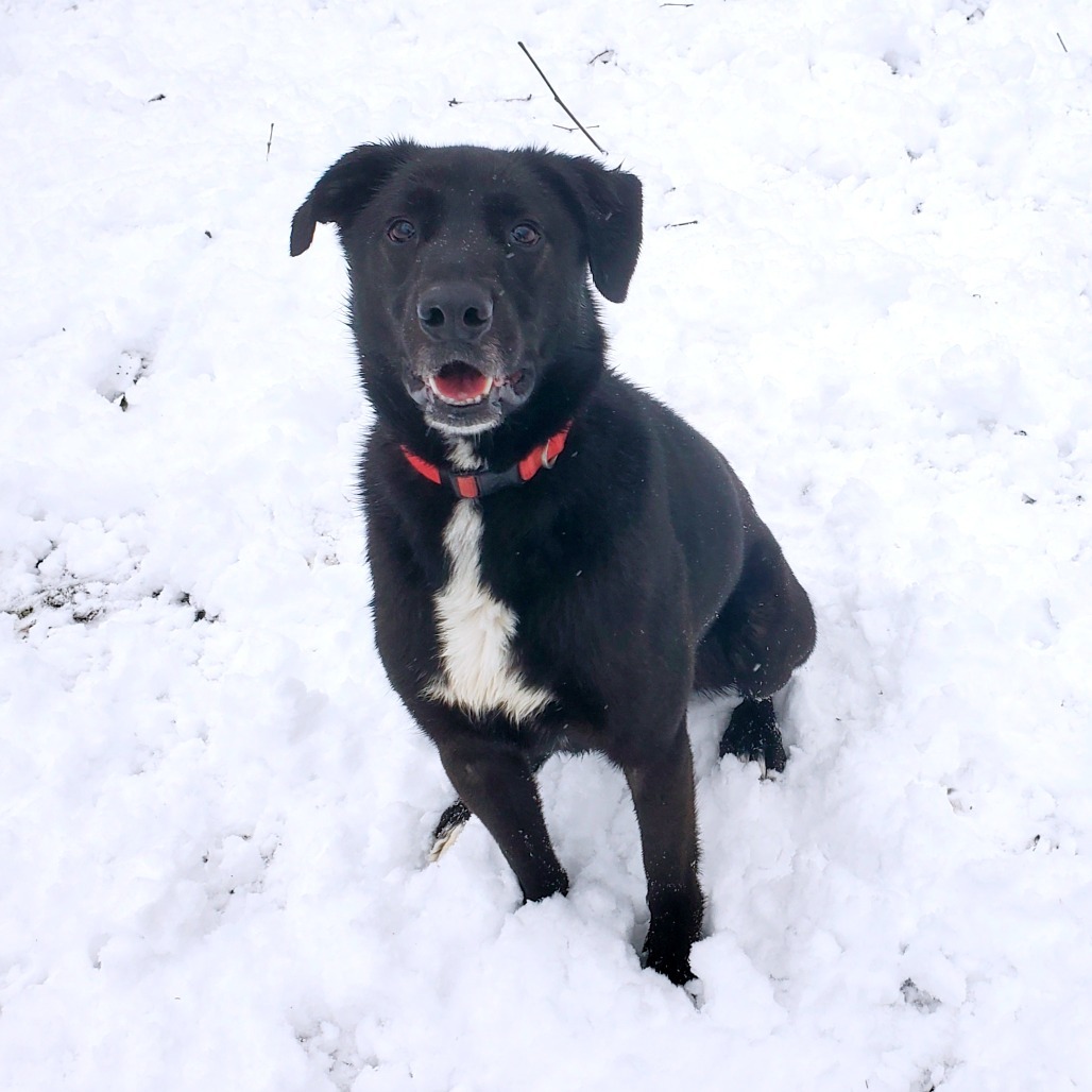 Nova