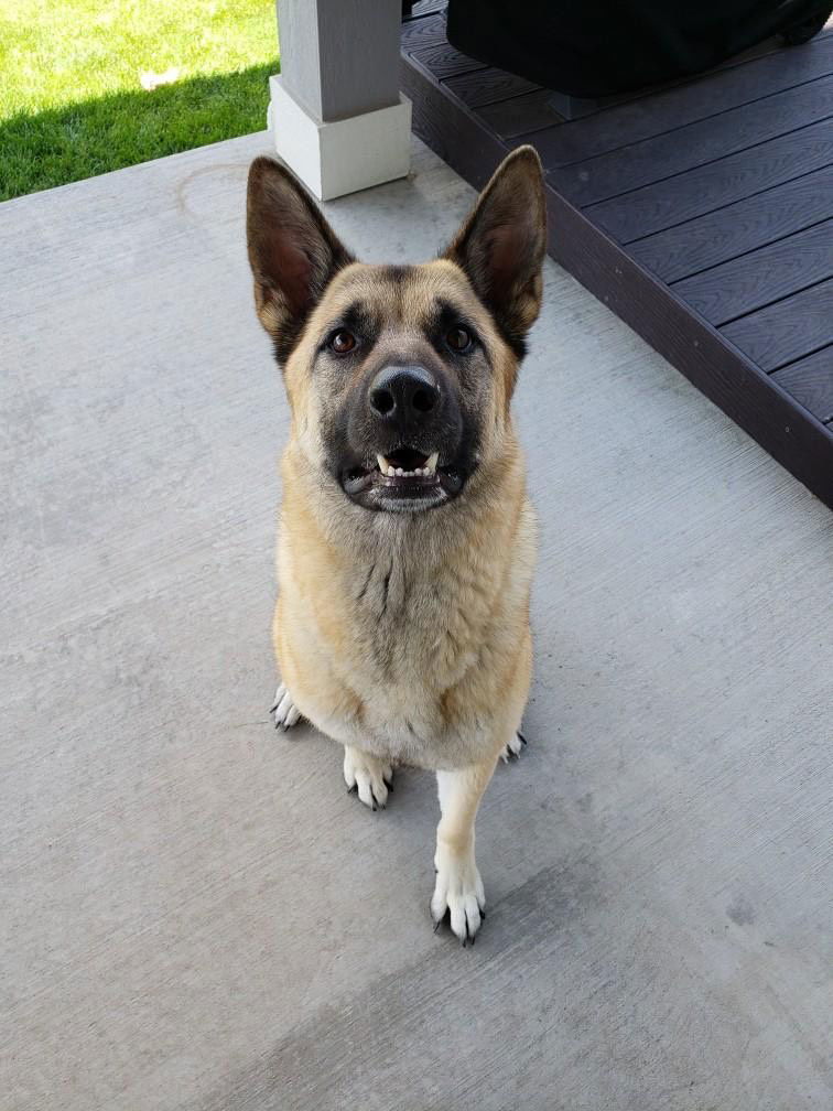 Breck, an adoptable German Shepherd Dog, Akita in Fort Collins, CO, 80524 | Photo Image 1