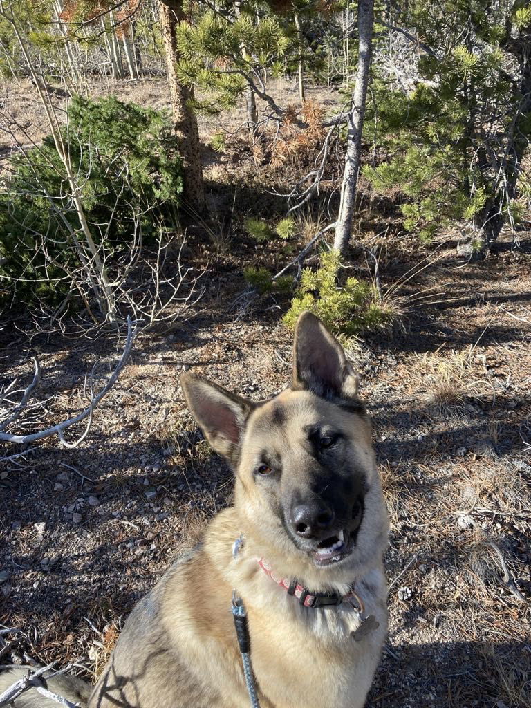 Breck, an adoptable German Shepherd Dog, Akita in Fort Collins, CO, 80524 | Photo Image 2