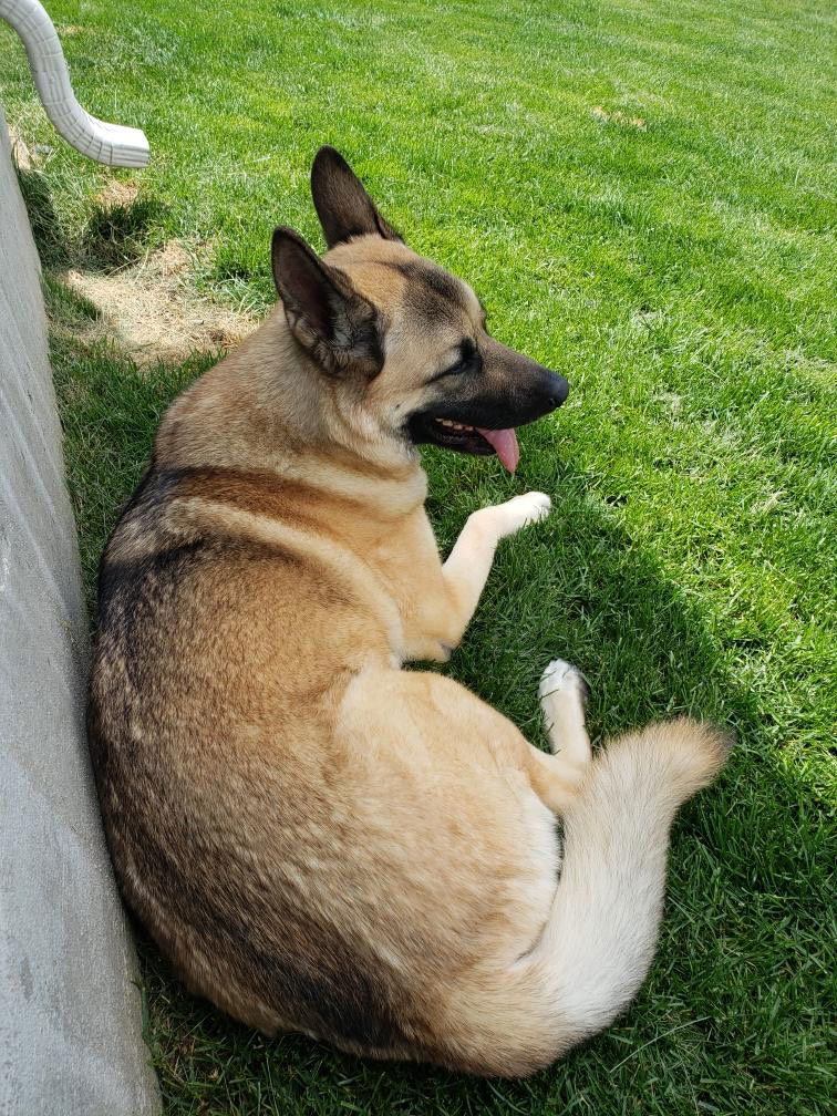Breck, an adoptable German Shepherd Dog, Akita in Fort Collins, CO, 80524 | Photo Image 3