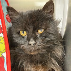 Niko, Adult Male unknown