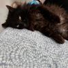 Niko photo 2