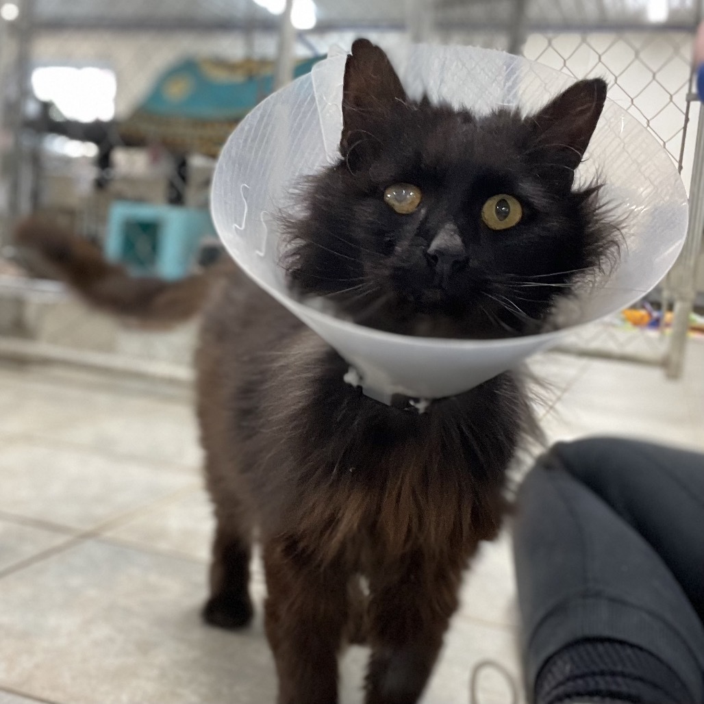Niko