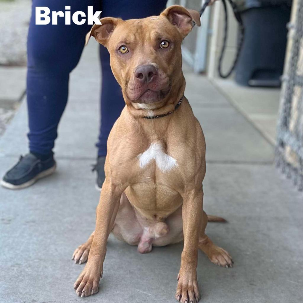 Brick 250216, an adoptable Mixed Breed in Escanaba, MI, 49829 | Photo Image 1