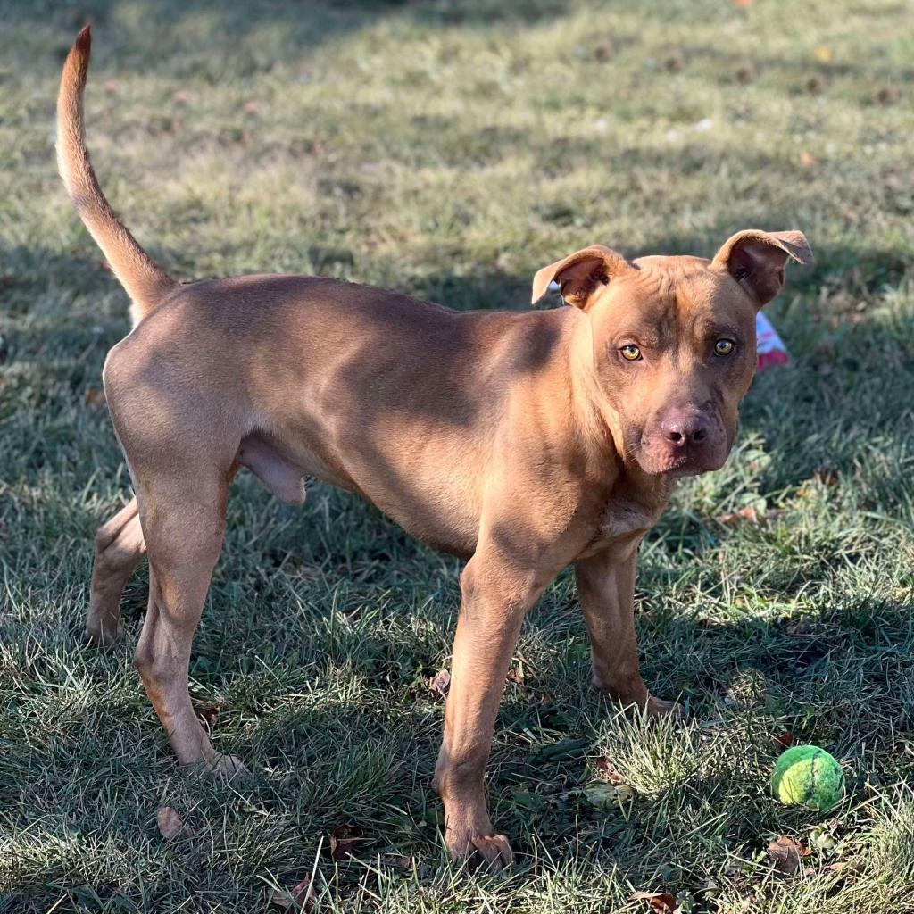 Brick 250216, an adoptable Mixed Breed in Escanaba, MI, 49829 | Photo Image 2