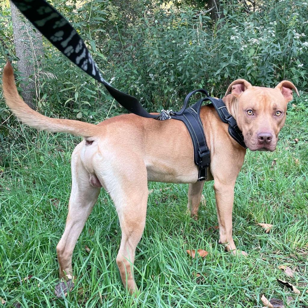Brick 250216, an adoptable Mixed Breed in Escanaba, MI, 49829 | Photo Image 3