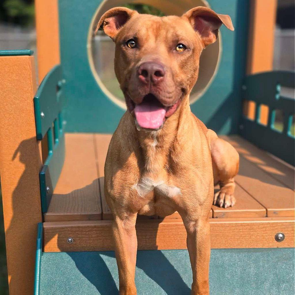 Brick 250216, an adoptable Mixed Breed in Escanaba, MI, 49829 | Photo Image 4