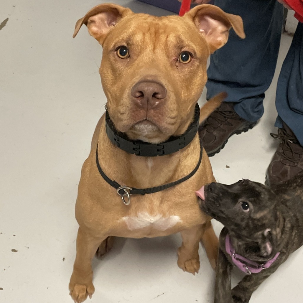 Brick 250216, an adoptable Mixed Breed in Escanaba, MI, 49829 | Photo Image 5