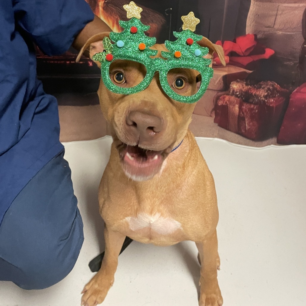 Brick 250216, an adoptable Mixed Breed in Escanaba, MI, 49829 | Photo Image 6