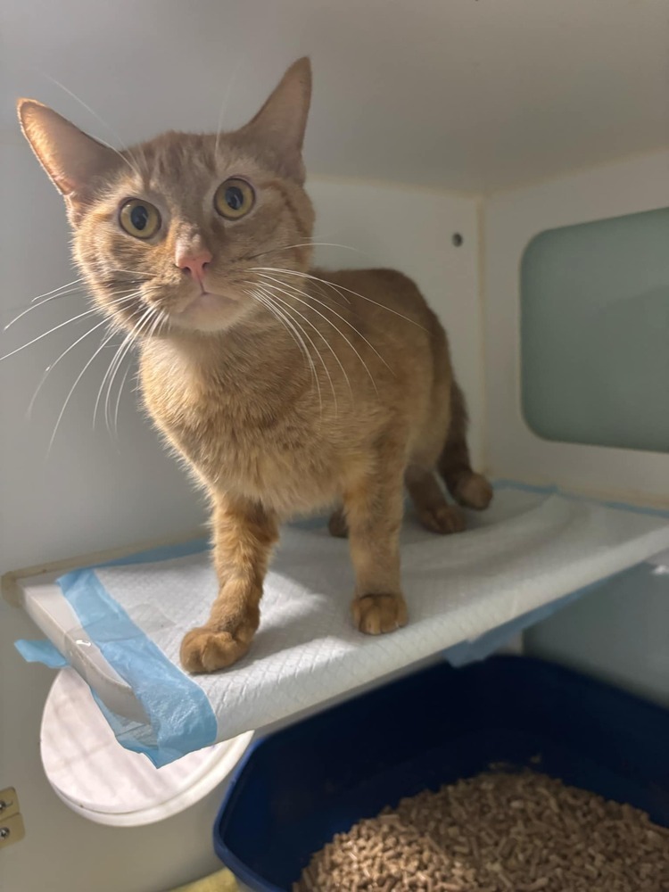 Garfield