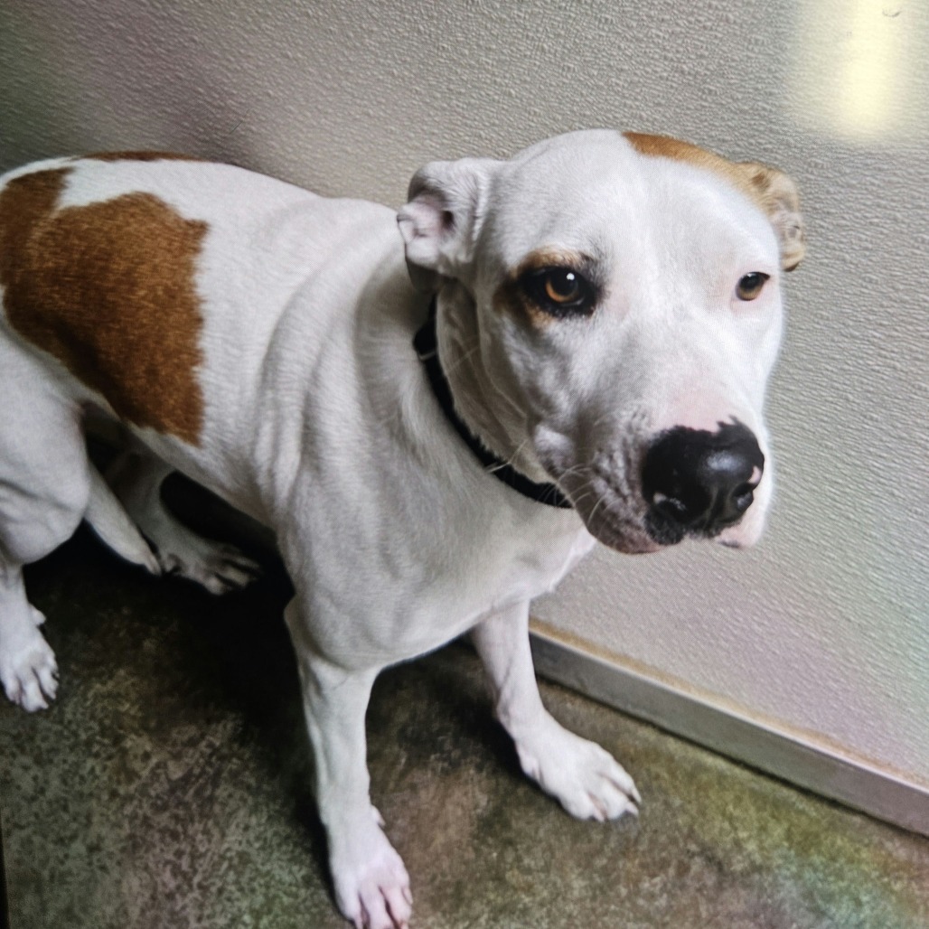 Callie, an adoptable Mixed Breed in Fort Bragg, CA, 95437 | Photo Image 2
