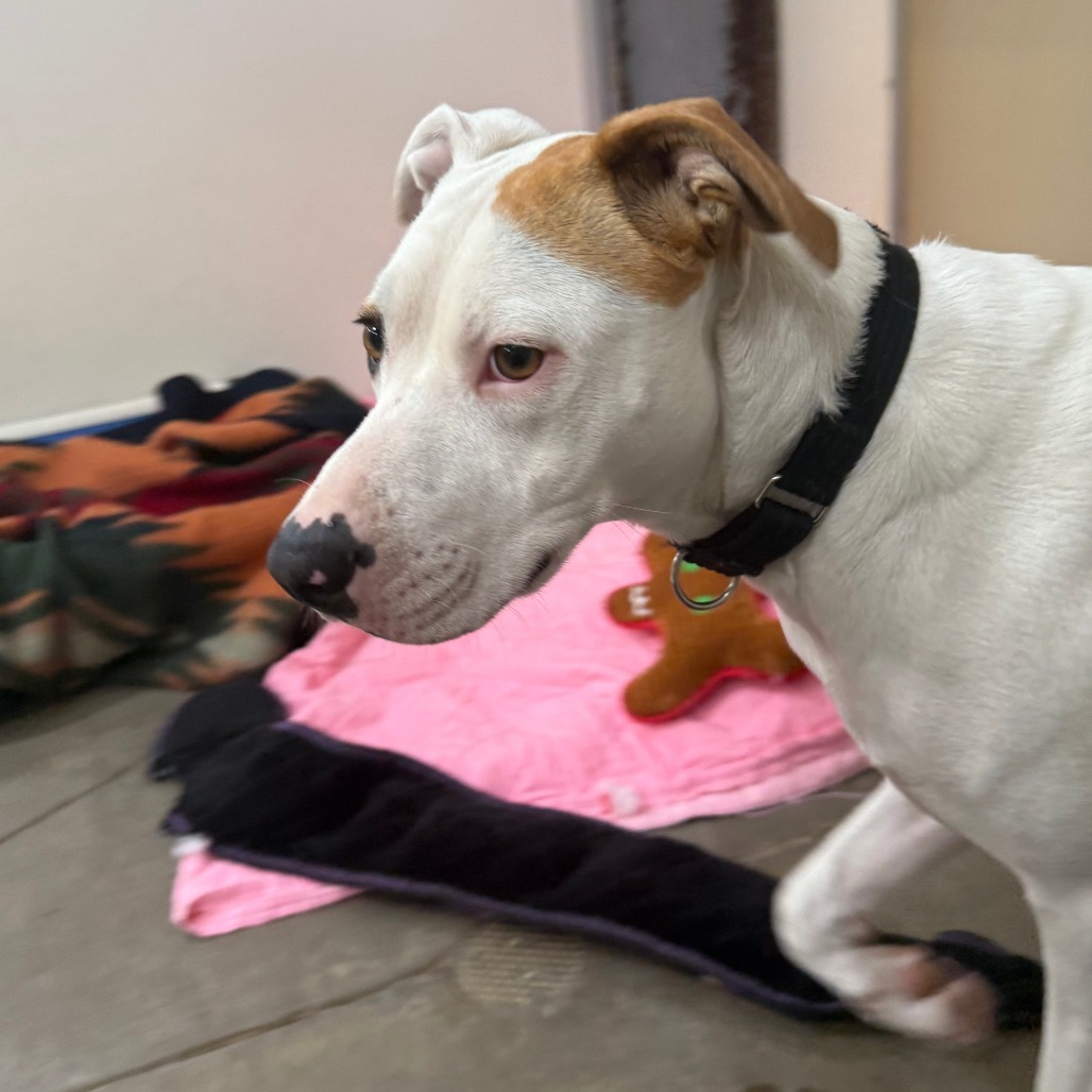 Callie, an adoptable Mixed Breed in Fort Bragg, CA, 95437 | Photo Image 4