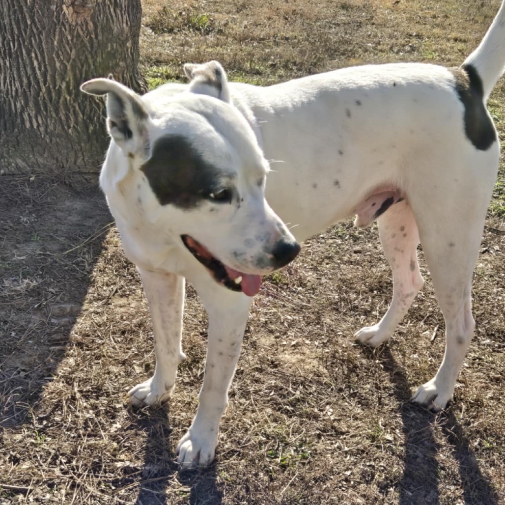 Tucker, an adoptable Pit Bull Terrier in Brainerd, MN, 56401 | Photo Image 1