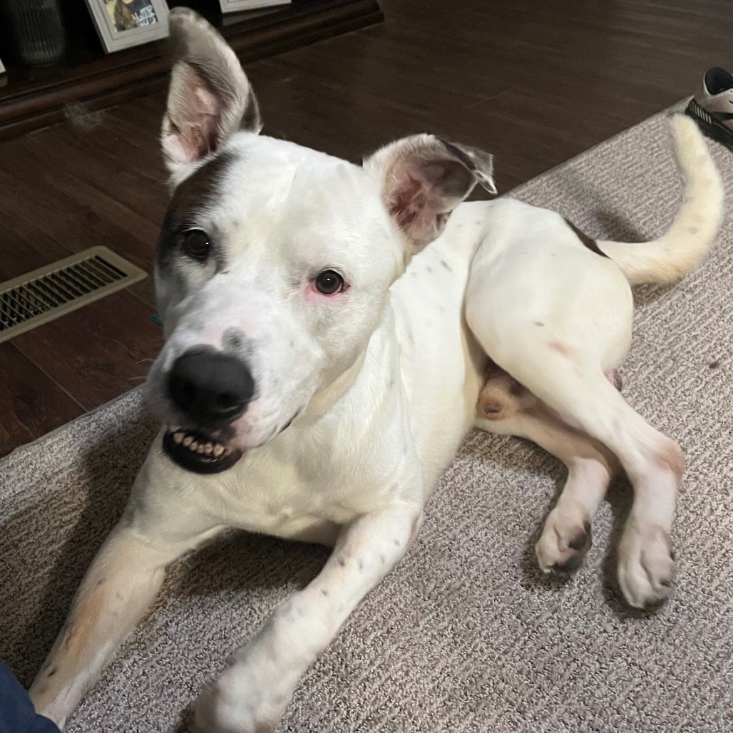Tucker, an adoptable Pit Bull Terrier in Brainerd, MN, 56401 | Photo Image 2