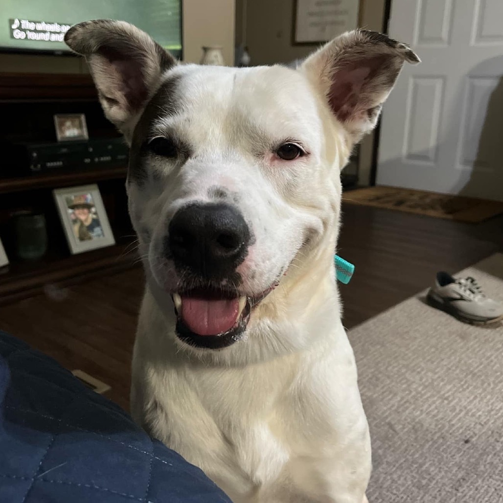 Tucker, an adoptable Pit Bull Terrier in Brainerd, MN, 56401 | Photo Image 4