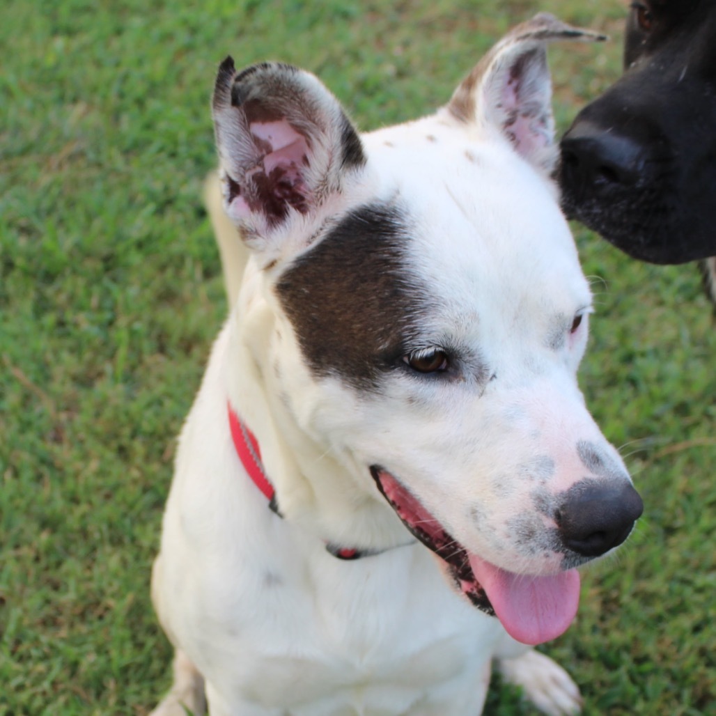 Tucker, an adoptable Pit Bull Terrier in Brainerd, MN, 56401 | Photo Image 5
