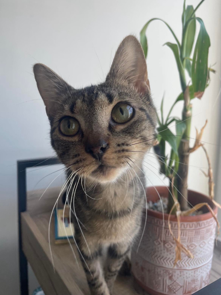 Roxanne