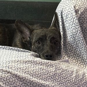 Cotija arrived scared and unsure but thanks to the patience and love of her foster home she has gr