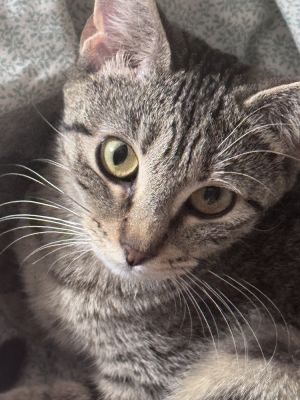 Blossom, Young Female unknown
