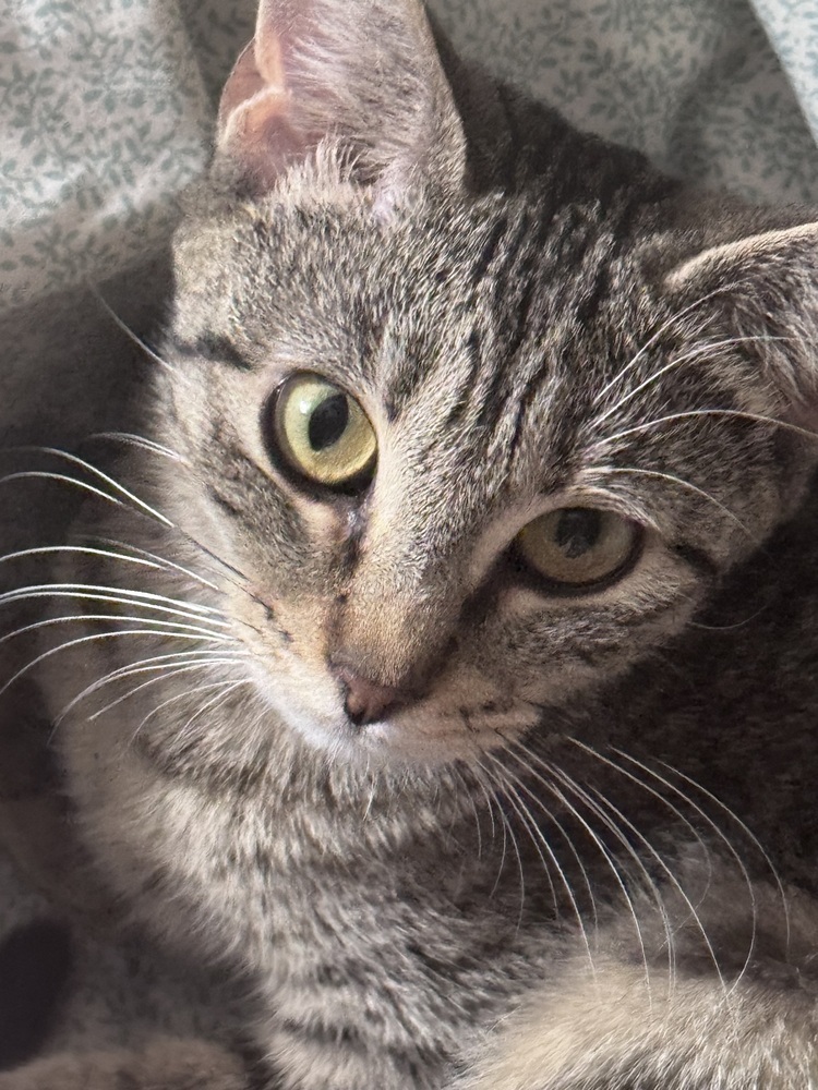 Blossom, an adoptable Tabby, Domestic Short Hair in Plumerville, AR, 72127 | Photo Image 1