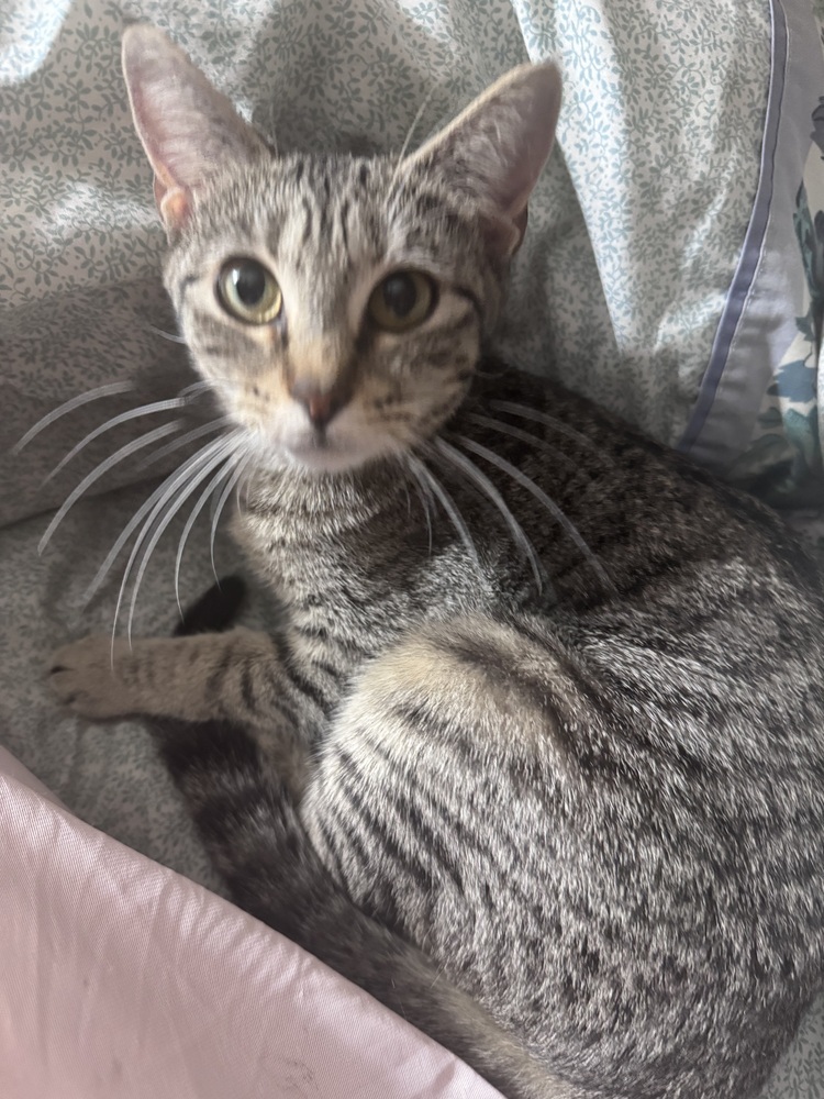 Blossom, an adoptable Tabby, Domestic Short Hair in Plumerville, AR, 72127 | Photo Image 2