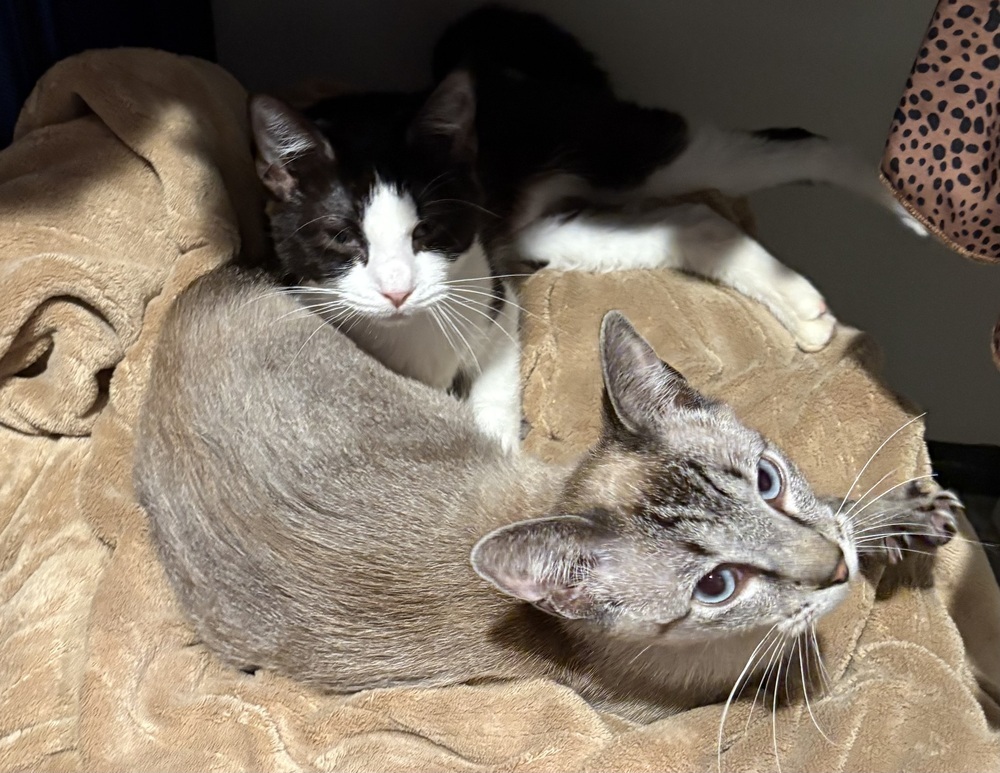 Avery & EJ (Bonded Pair)