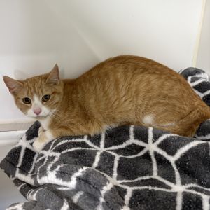 Copper, Adult Female Domestic Short Hair