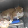 Copper photo 3