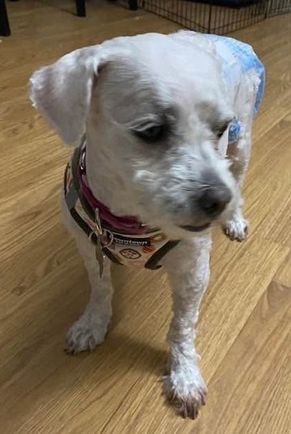 Triscuit